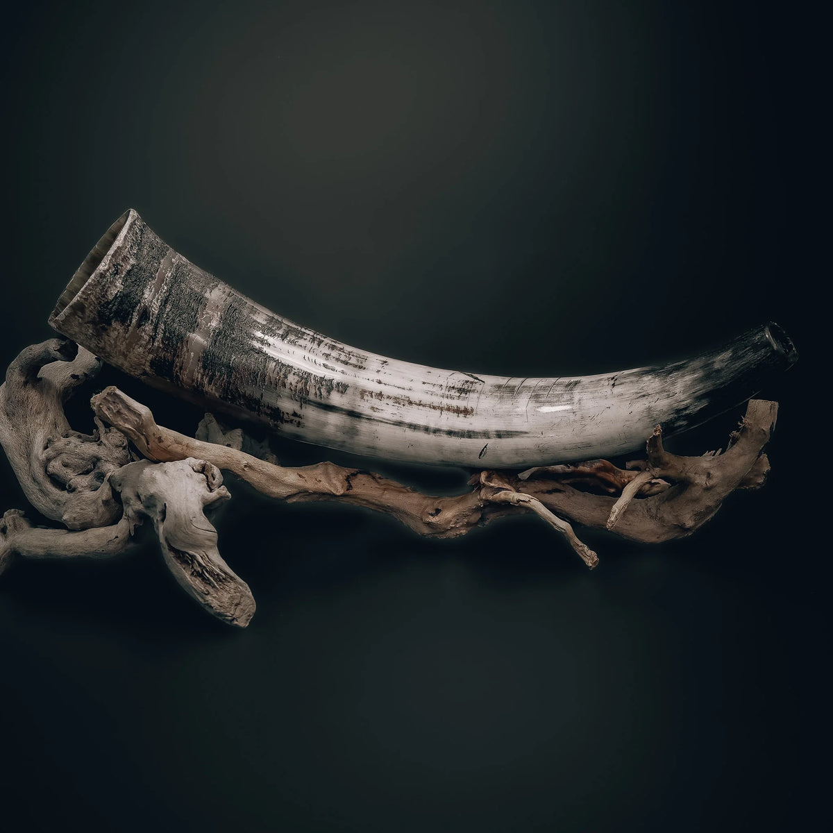 Blåshorn - Vikingainstrument av naturligt horn med snidad banddekoration. Hornet visar naturlig färggradering och är monterat på driftved med en metallmunstycke synlig. Autentisk handarbetad karaktär tydlig.